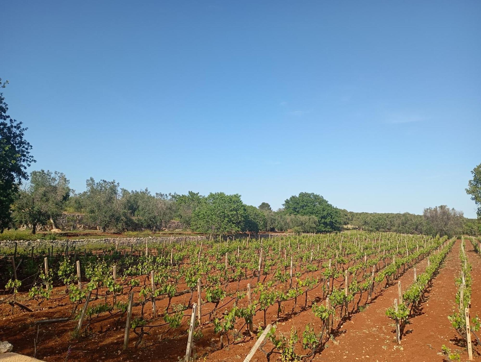 Masseria Le Betulle San Vito dei Normanni Exteriör bild